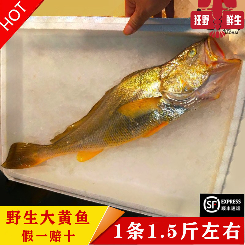 正宗海捕海钓纯野生大黄鱼东海野生黄花鱼黄瓜鱼会所礼盒1.5斤/条