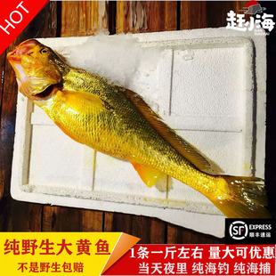 东海正宗野生大黄鱼海钓天然黄花鱼海捕鲜活海鲜所送礼礼盒1斤 条