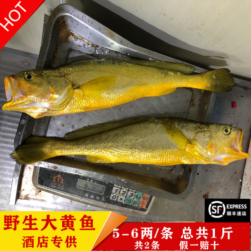 东海正宗海钓纯野生天然大黄鱼