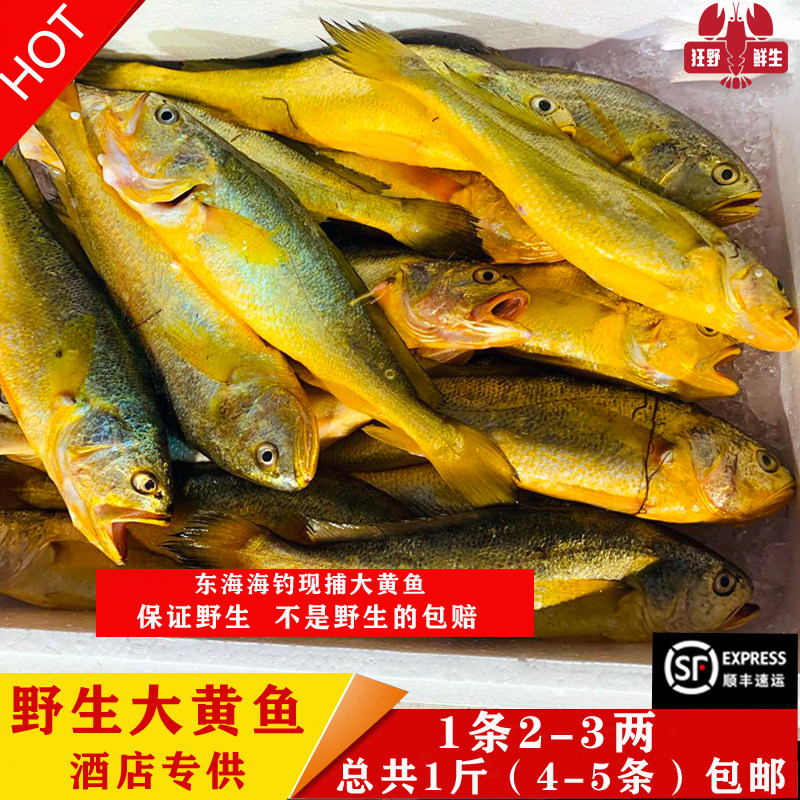 正宗东海现捕现钓野生大黄鱼海捕黄瓜鱼天然黄花鱼宝宝辅食1斤