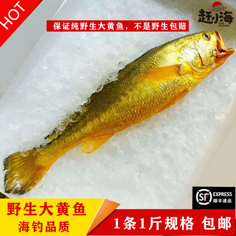 海钓品质正宗纯野生大黄鱼送礼佳品天然黄花鱼正品黄金国鱼1斤/条
