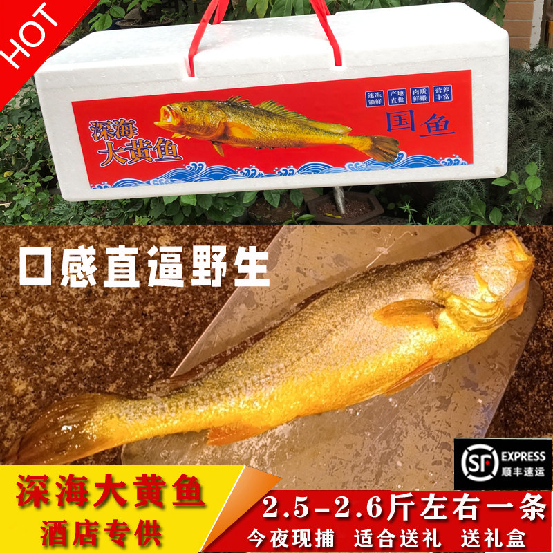 今夜现捕新鲜半野生大黄鱼黄金国鱼深海大黄鱼送礼礼盒2.5斤/条