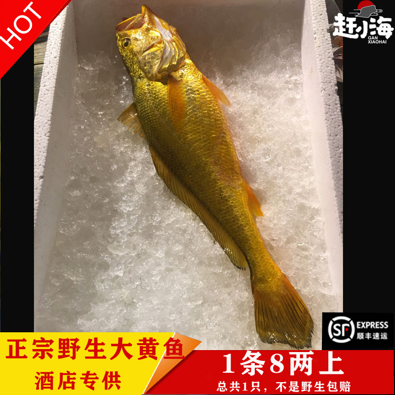 正宗海钓纯野生大黄鱼1条8两左右纯正野生黄花鱼保证正品黄金国鱼