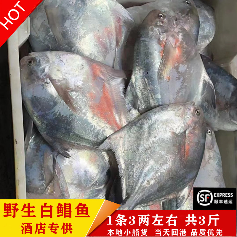 霞浦东海小船货流网野生白鲳鱼海捕天然银鲳宝宝辅食平鱼海鱼3斤