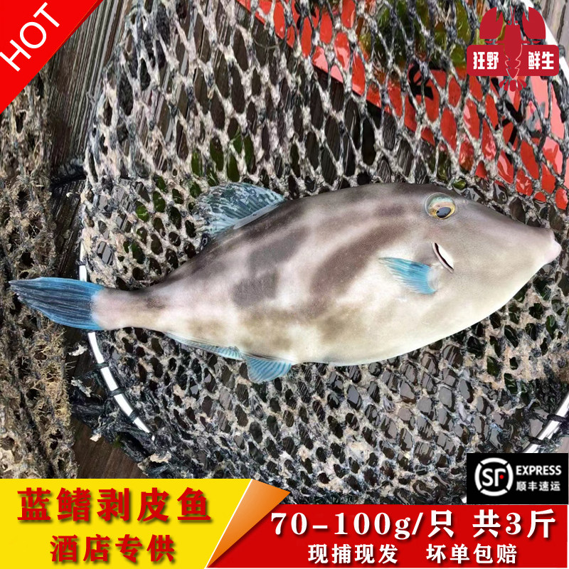 刺身级别香煎美味鲜活品质