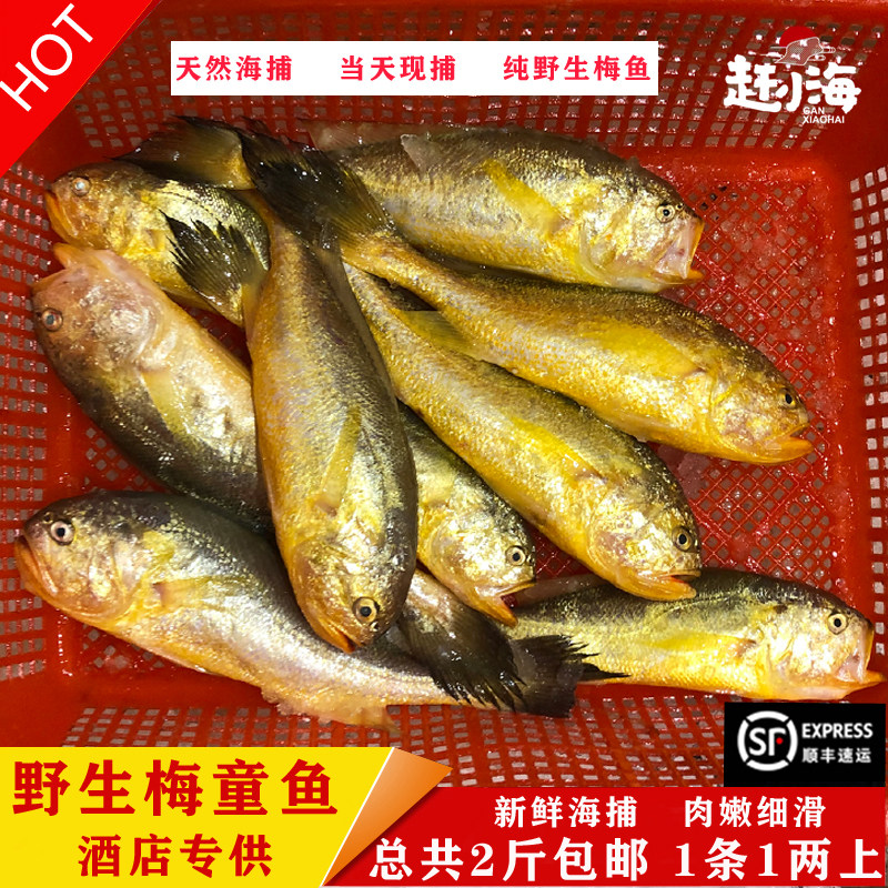 东海新鲜现捕天然梅童鱼天然黄梅丁宝宝辅食小梅鱼1两上/条共2斤