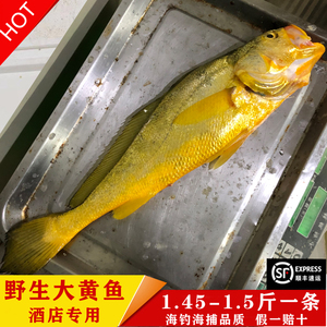 包邮现捕新鲜细嫩口感好