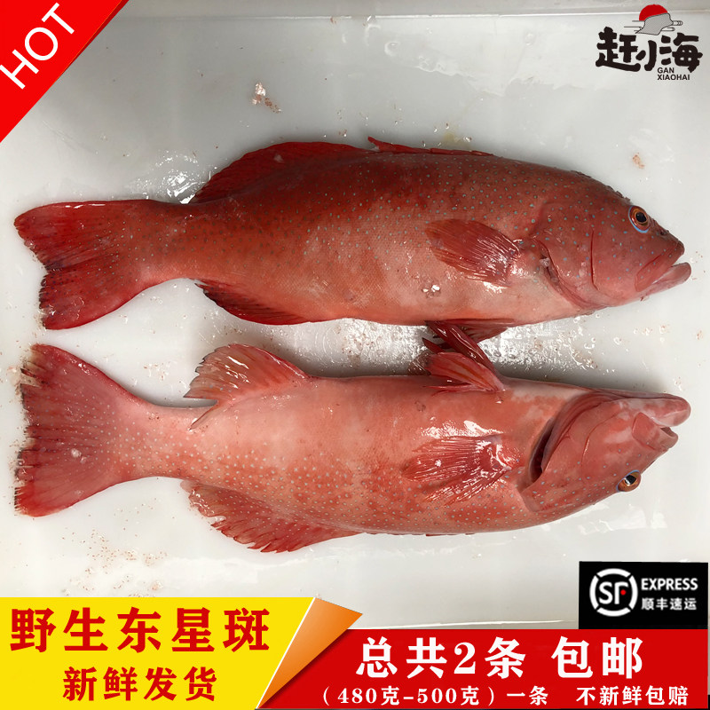霞浦现捕现捞野生东星斑美食海鲜水产鲜活海捕海鱼宝宝辅食总2斤