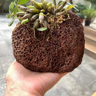 精选石斛火山石种植材料富含矿物元素石斛绑植易走根火山石洞
