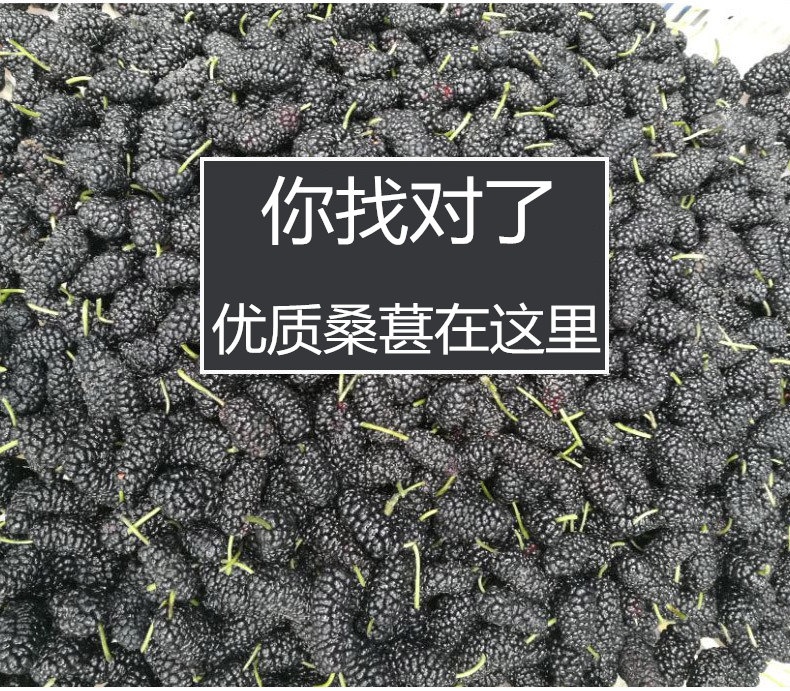 500克特级免洗即食泡水喝桑葚干