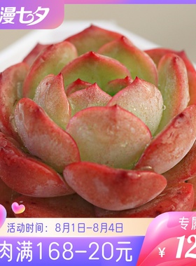 【17】多肉植物专拍—麦秆女王各种性状 稀有品种多肉b肉