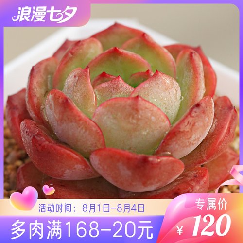 多肉植物阳台清云梦境