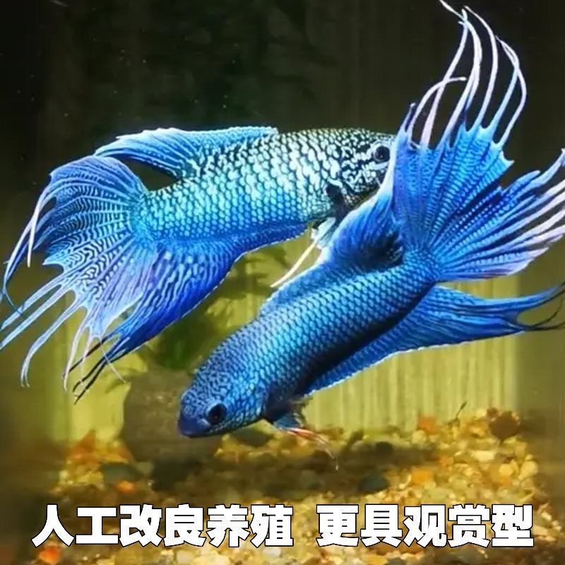 中国无纹蓝斗鱼游龙斗鱼活鱼幼鱼冷水淡水观赏鱼新手易养群居混养