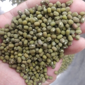 优质新绿豆农家自种毛绿豆小粒新豆粉糯冰棍冰棒绿豆汤发豆芽专用