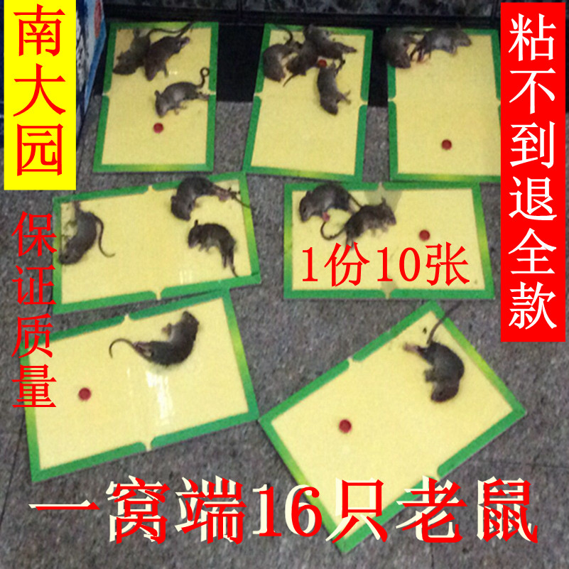 마우스 스티커 10개 강력하고 끈적끈적한 마우스 보드 쥐를 죽일 수 있는 매우 강한 마우스 땅콩 맛 가정용 도마 접착제 스티커 약 종이