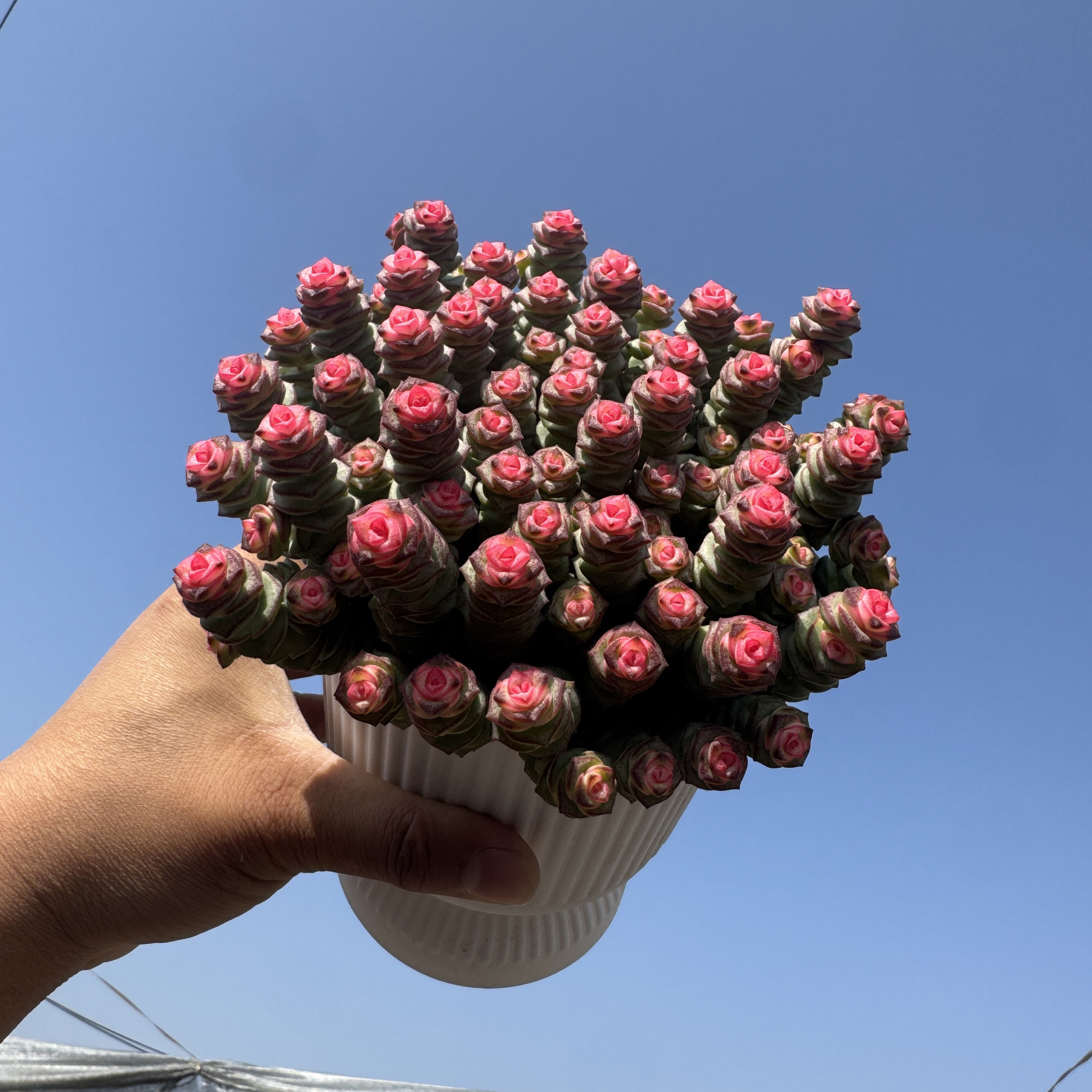钱串子多肉植物室内盆栽花卉绿植旺宅钱多多大颗好养四季肉肉鲜花