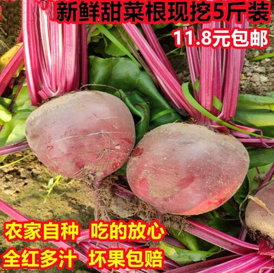 新鲜农家自种甜菜根现挖