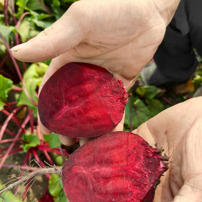 农家自种 甜菜根 新鲜甜菜头 红菜头 紫菜头5斤装 紫菜头包邮