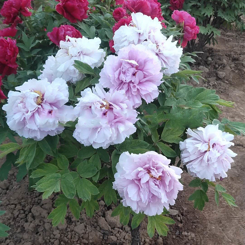 擎天粉菏泽正宗牡丹花苗粉蓝色观赏重瓣大苗树苗庭院盆栽带花苞