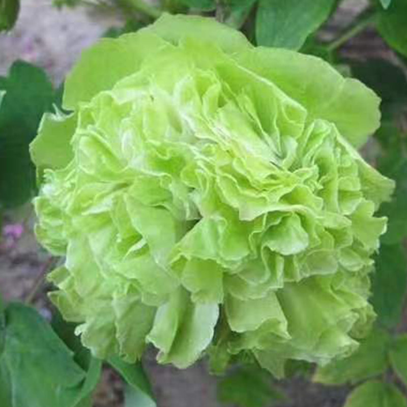 豆绿菏泽洛阳正宗牡丹花苗绿色观赏重瓣大苗树苗庭院盆栽带花苞