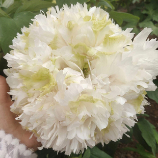 春柳菏泽正宗牡丹花苗种植户绿色观赏重瓣大苗树苗庭院盆栽带花苞