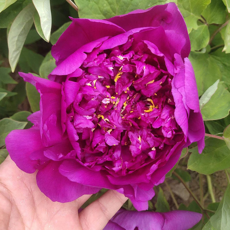 青龙卧墨池牡丹花树苗基地种植户传统净化空气四季绿植木本花卉