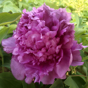 锦上添花菏泽洛阳正宗牡丹花苗紫色观赏重瓣大苗庭院盆栽带花苞