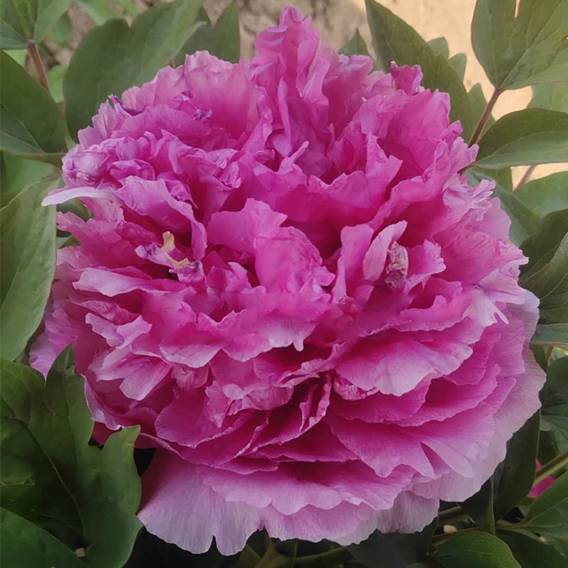 鲁菏红菏泽正宗牡丹花苗红色观赏重瓣大苗树苗庭院盆栽带花苞