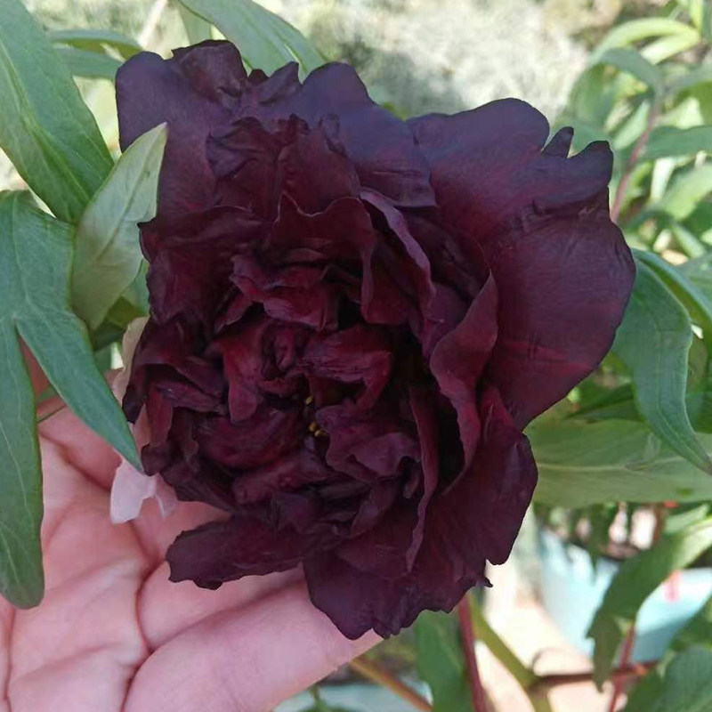 菏泽洛阳正宗牡丹花苗黑豹初乌组合大花重瓣黑色大苗树苗庭院盆栽