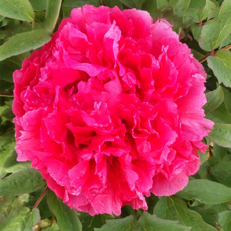 牡丹花苗观赏,重瓣,趣味