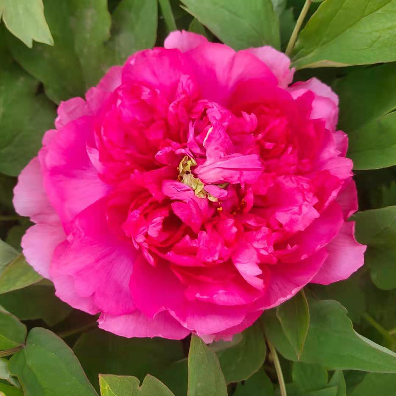 大红宝珠菏泽洛阳正宗牡丹花苗红色大花重瓣观赏大苗树苗庭院盆栽