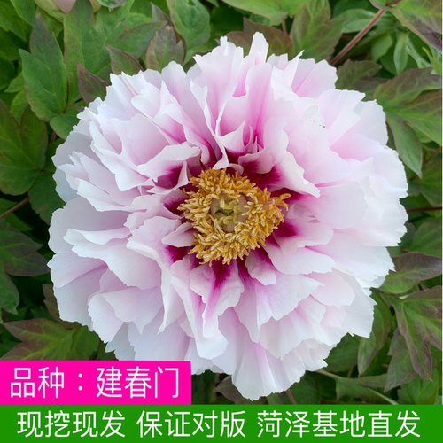 建春菏泽洛阳正宗牡丹花苗庭院