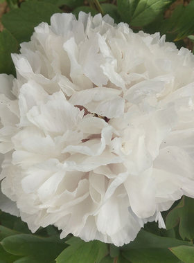 正宗菏泽洛阳花卉牡丹观赏