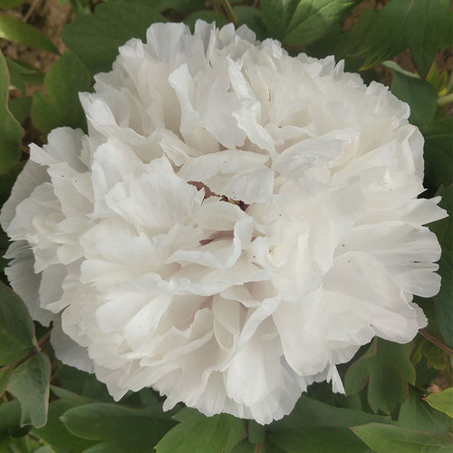 正宗菏泽洛阳花卉牡丹观赏