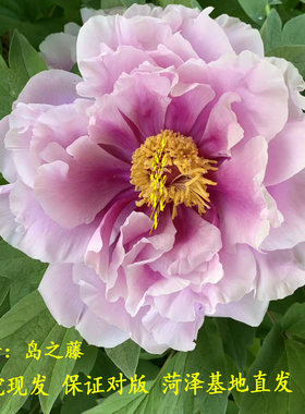 岛之藤岛乃藤进口牡丹大花重瓣观赏大苗树苗庭院盆栽地栽菏泽基地