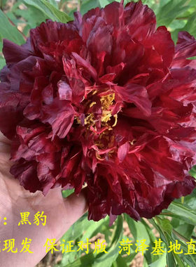 菏泽洛阳庭院黑豹春季牡丹