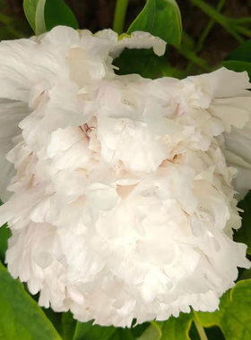 菏泽白色重瓣庭院盆栽牡丹花苗