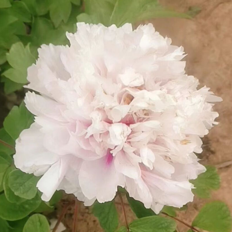 九天揽月菏泽洛阳正宗牡丹花苗蓝色观赏重瓣大苗树苗木本四季花卉