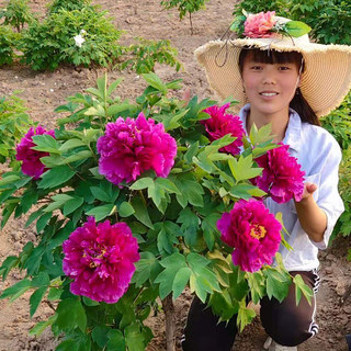 紫二乔菏泽洛阳正宗牡丹花苗基地观赏重瓣大苗庭院盆栽带花苞花卉