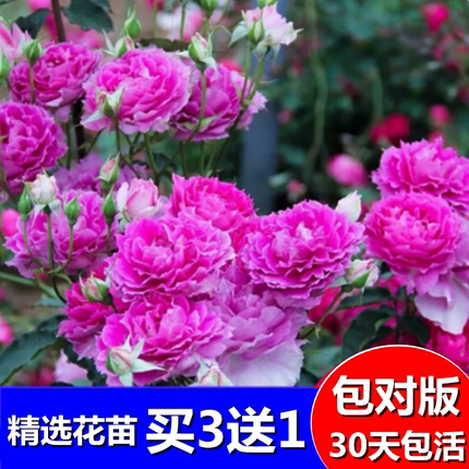 蔷薇花苗藤本月季特大庭院爬藤植物花卉盆栽阳台玫瑰爬墙四季观花