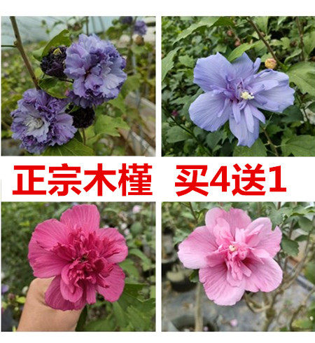 中国雪纺紫玉蓝莓冰沙木槿盆栽庭院阳台耐寒耐热丰花植物四季开花