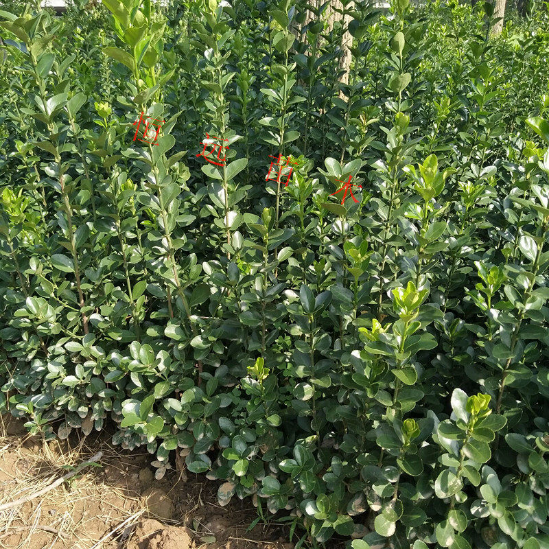 绿化工程苗四季长青北海道冬青黄杨苗大叶黄杨苗篱笆围墙冬青树苗|msdalam kategori penghantaran bunga/bunga simulasi/tumbuhan berkebun, 花园植物/行道树/果树, 观叶 /花灌木 - dari Buy2taobao.com untuk memberikan perkhidmatan ejen Taobao profesional membeli