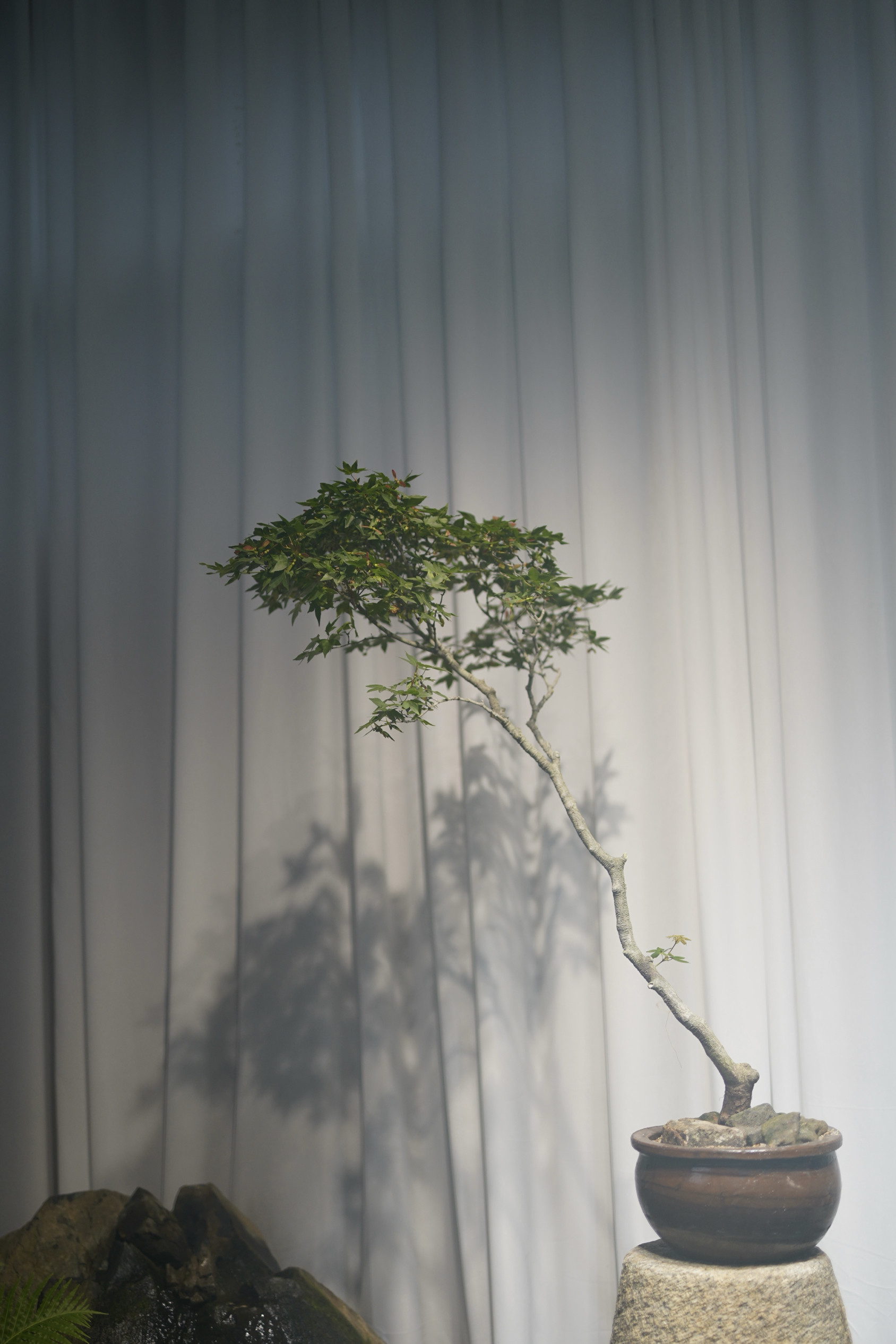 海岛石枫老桩盆景禅意空间（石湾窑盆）,鲜花速递/花卉仿真/绿植园艺,造型盆景,淘宝优惠券,粉丝福利购,淘宝优惠卷