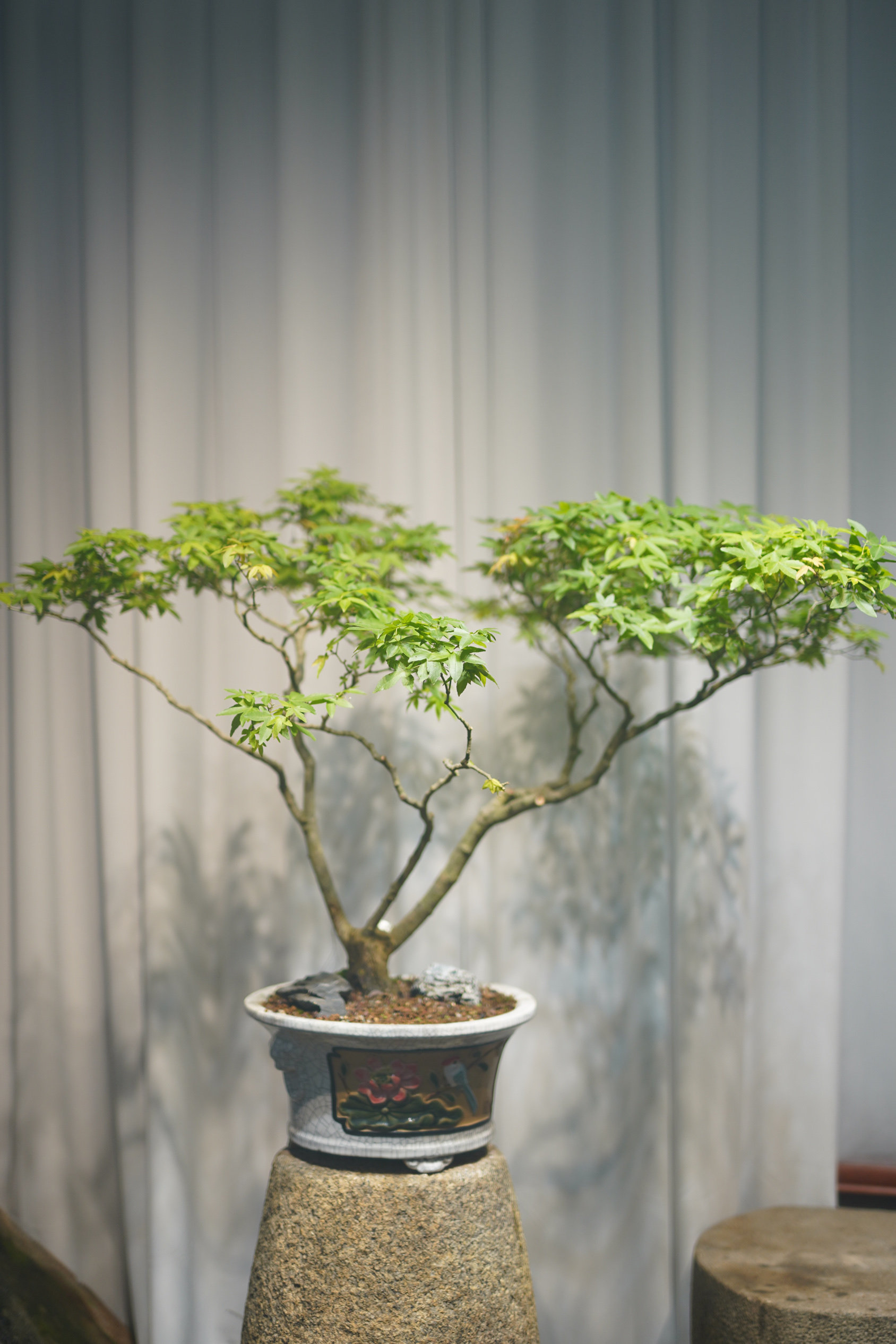 海岛石枫老桩盆景禅意空间（石湾窑盆）,鲜花速递/花卉仿真/绿植园艺,造型盆景,淘宝优惠券,粉丝福利购,淘宝优惠卷