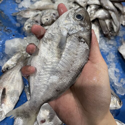 肉鲳鱼东山岛野生海鲜 400g/盒4-5条 海捕鲜活速冻海鱼 新鲜鲳鱼