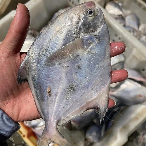 东山岛野生白鲳鱼银鲳鱼深海