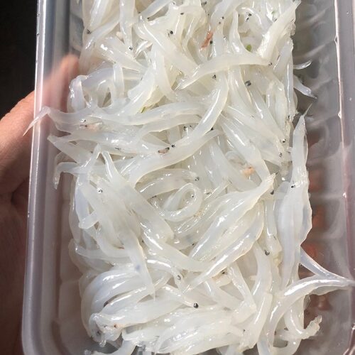 鲜小无刺无骨宝宝辅食小银鱼
