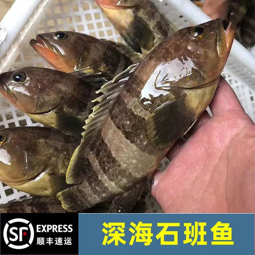 东山岛海捕石斑鱼黄丁斑土过鱼