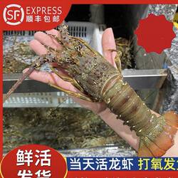 小青龙龙虾1只 东山岛野生海鲜深海海捕鲜活大龙虾冻新鲜小青龙虾