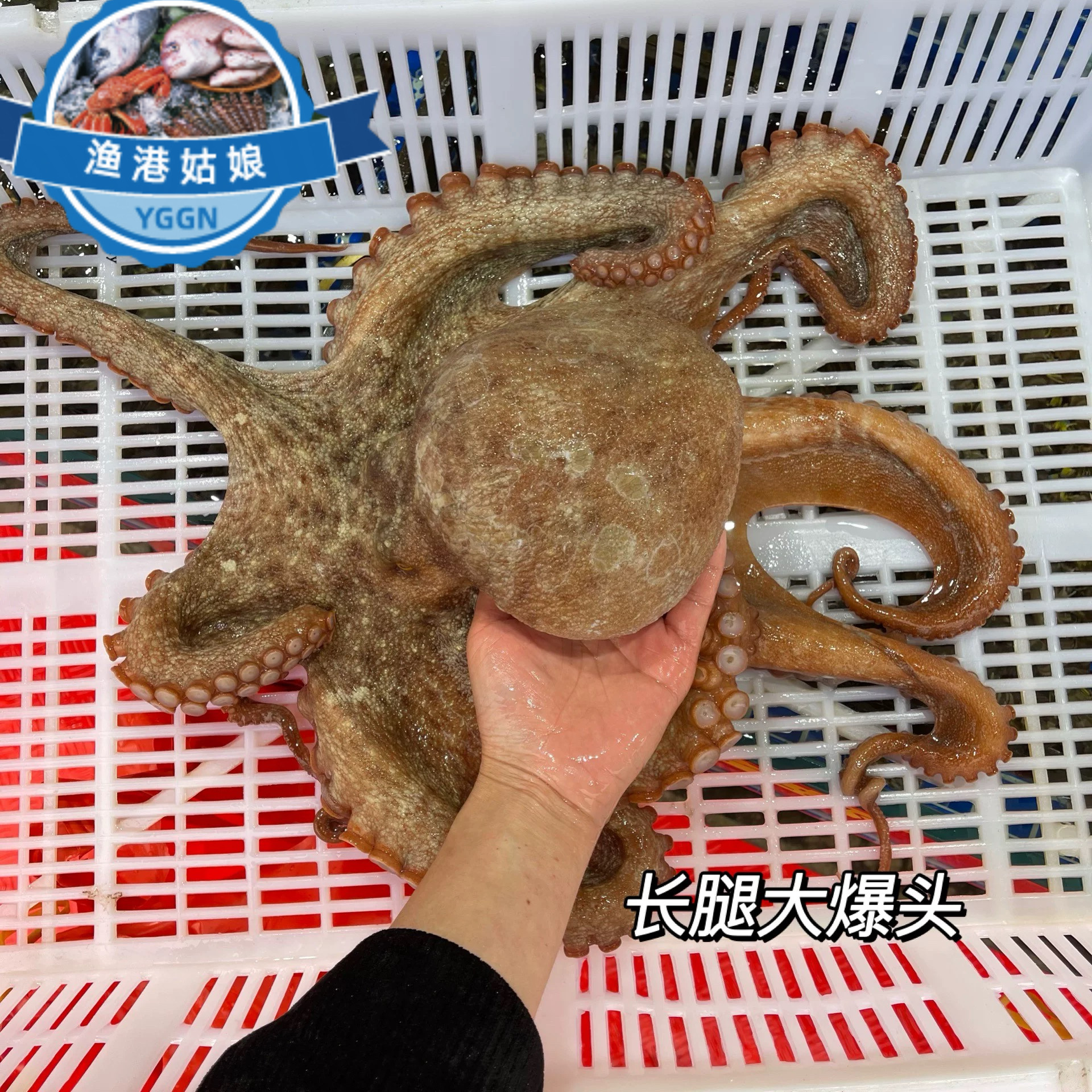 大章鱼东山岛海鲜活冻大